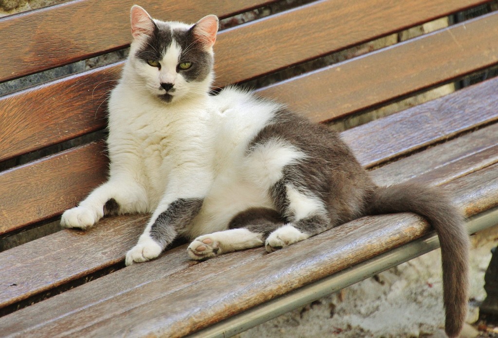 Foto: Gatito - Taggia (Liguria), Italia