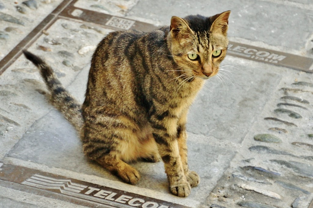 Foto: Gatito - Taggia (Liguria), Italia