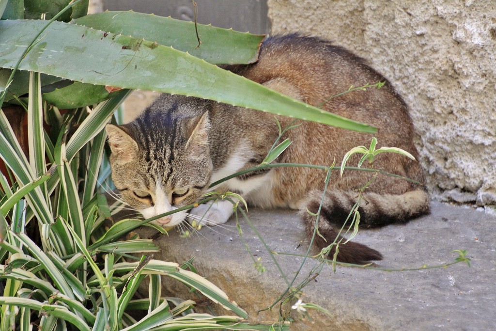 Foto: Gatito - Taggia (Liguria), Italia