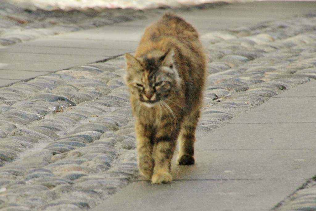 Foto: Gatito - Taggia (Liguria), Italia