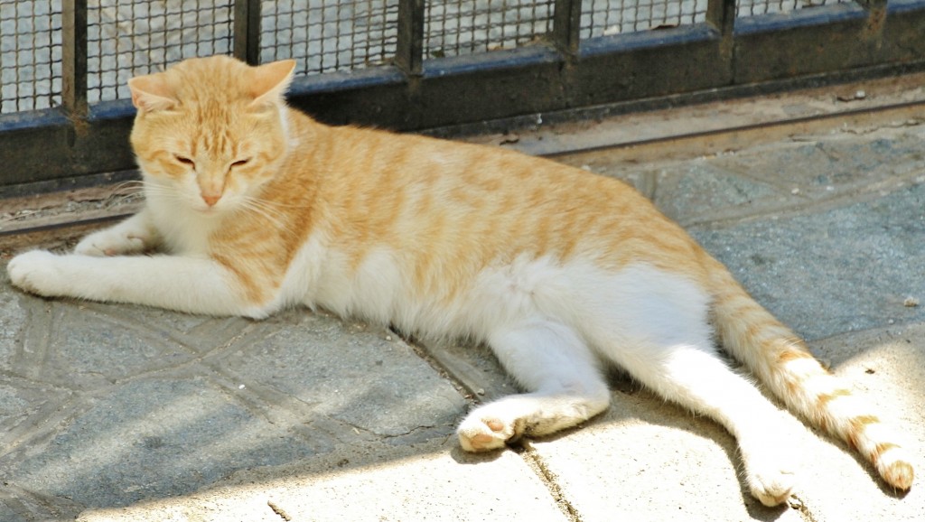 Foto: Gatito - Badalucco (Liguria), Italia