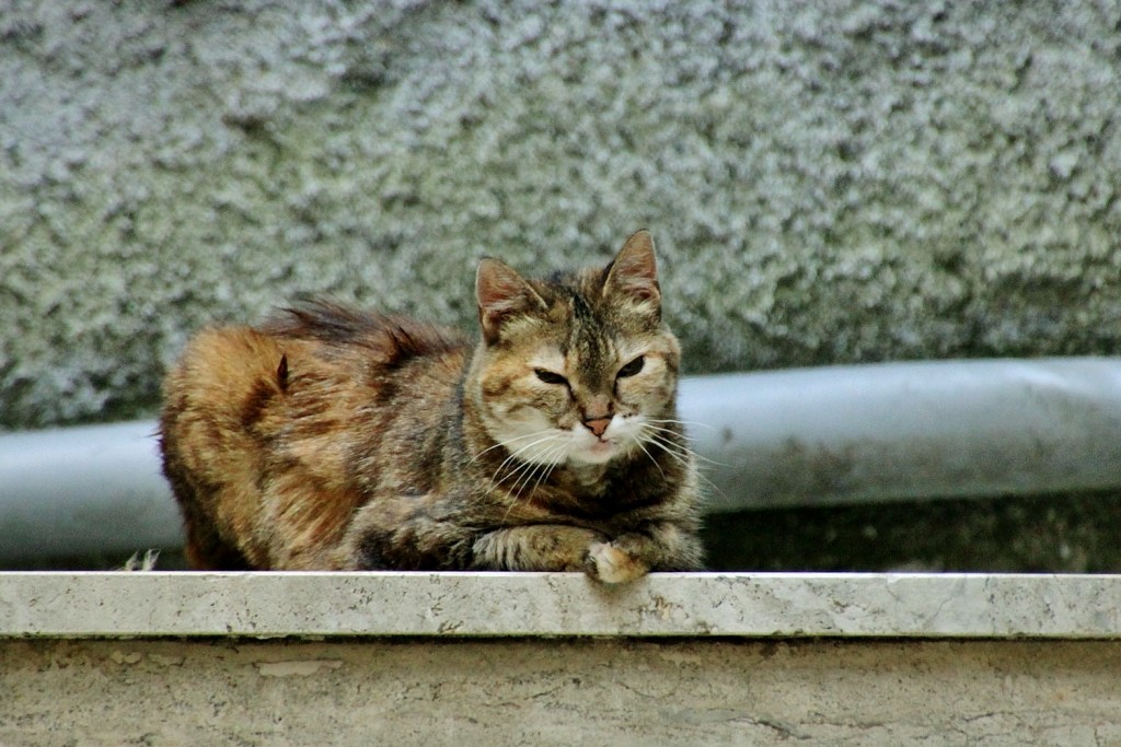 Foto: Gatito - Badalucco (Liguria), Italia