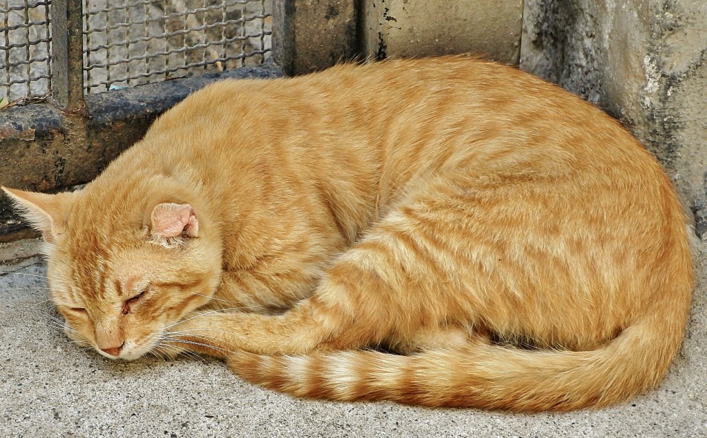 Foto: Gatito - Badalucco (Liguria), Italia