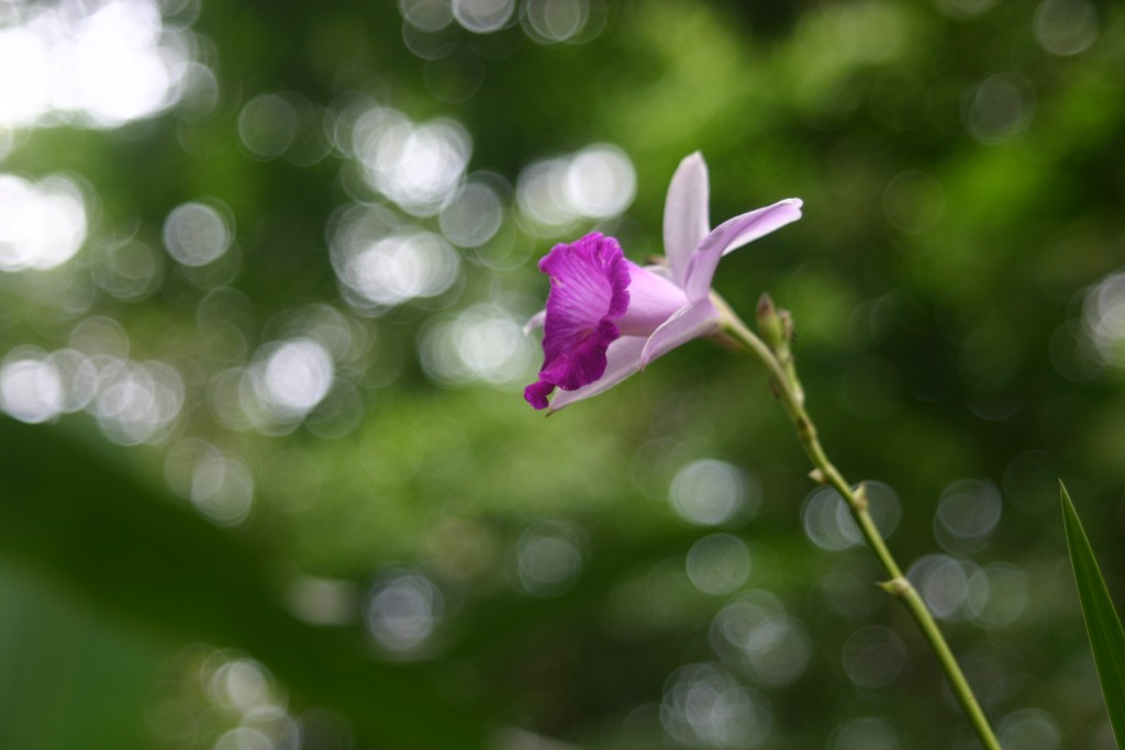 Foto de San Carlos de la Fortuna (Alajuela), Costa Rica