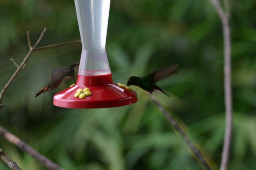 Foto de San José, Costa Rica