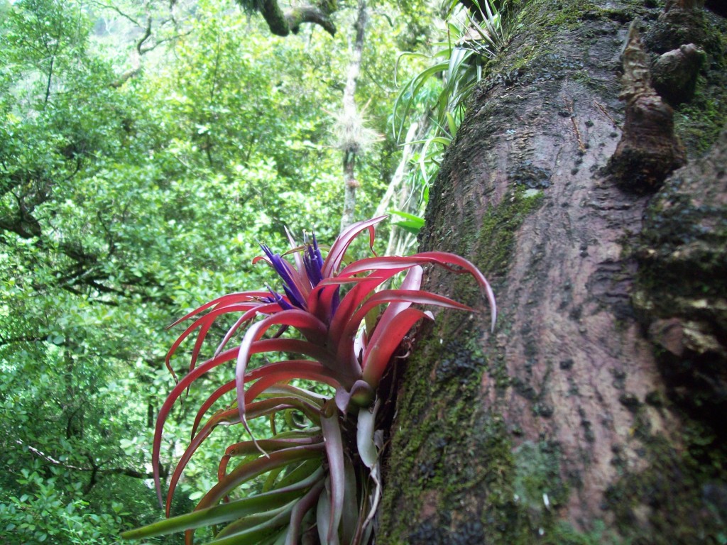 Foto: Bromelia - Motozintla (Chiapas), México