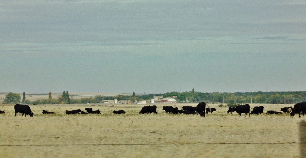 Foto: Paisaje - Peñaranda de Bracamonte (Salamanca), España