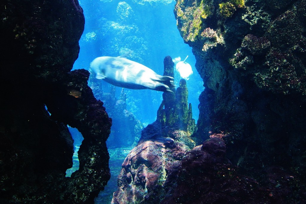 Foto: Acuario - Génova (Liguria), Italia