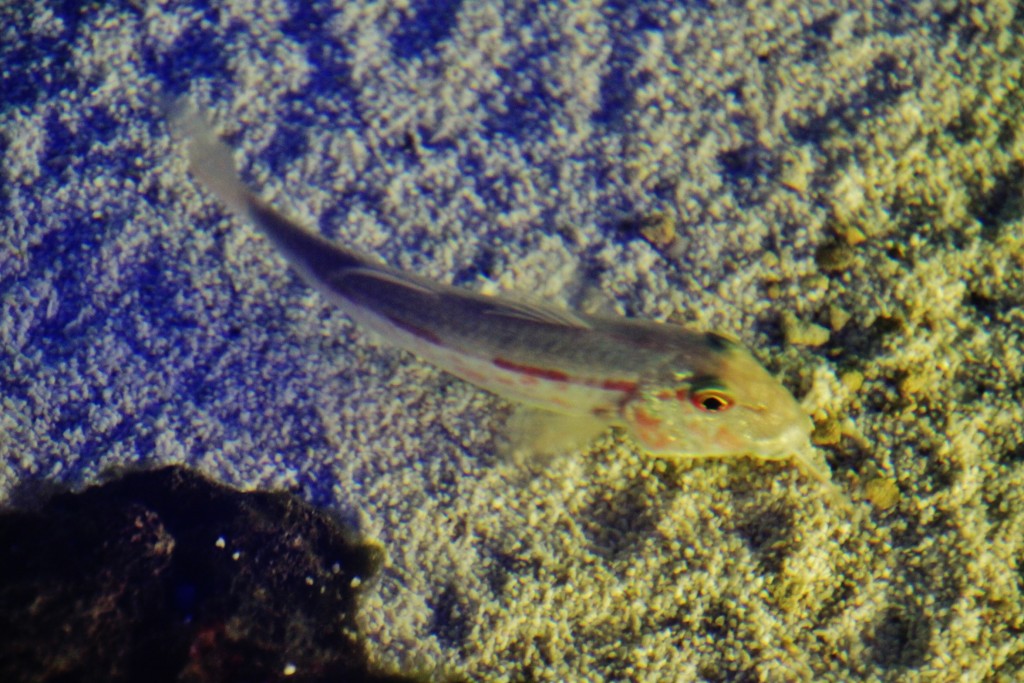 Foto: Acuario - Génova (Liguria), Italia