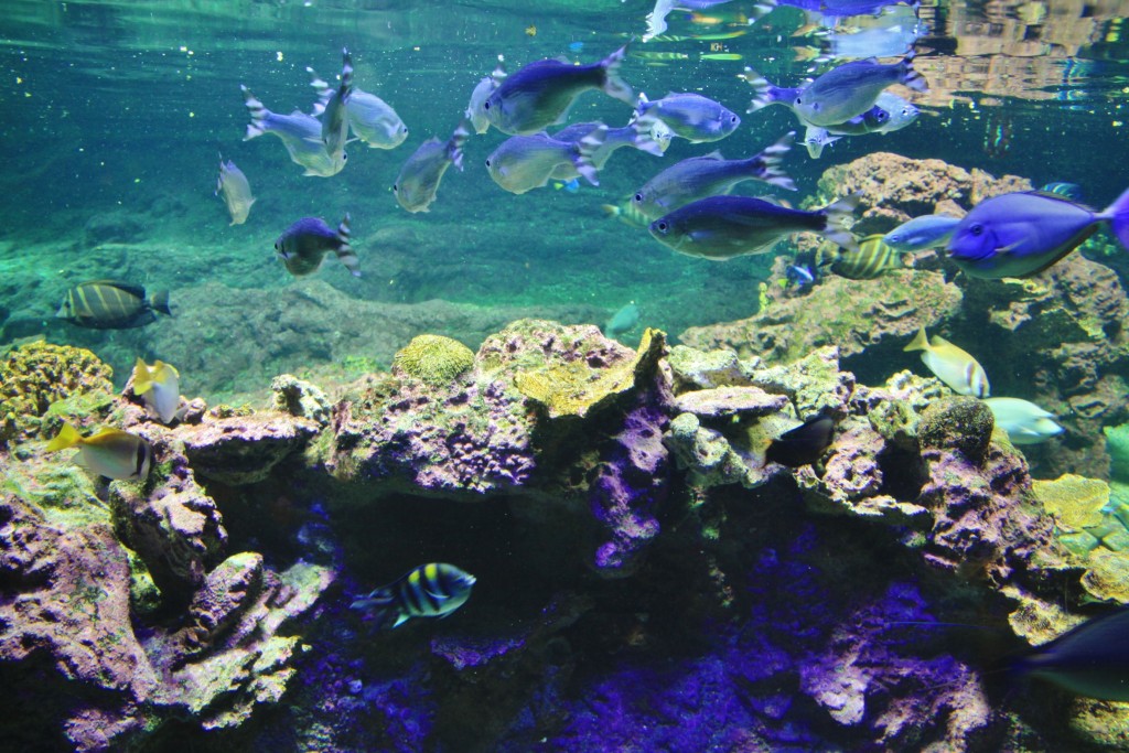 Foto: Acuario - Génova (Liguria), Italia