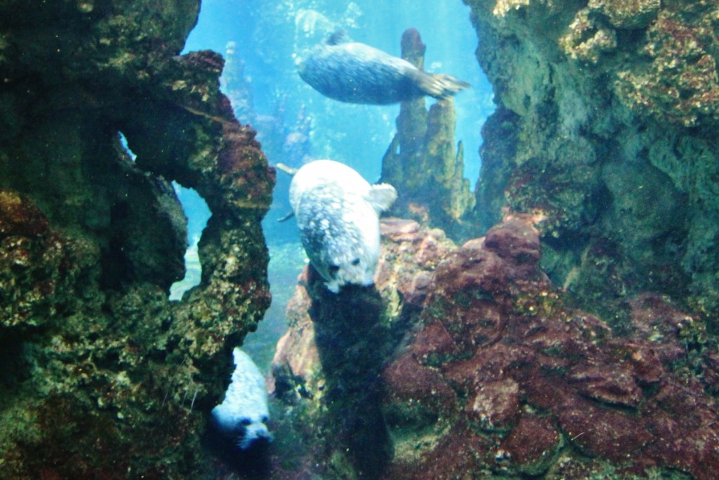 Foto: Acuario - Génova (Liguria), Italia