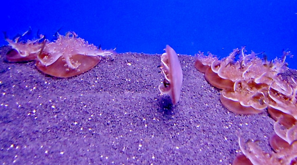 Foto: Acuario - Génova (Liguria), Italia