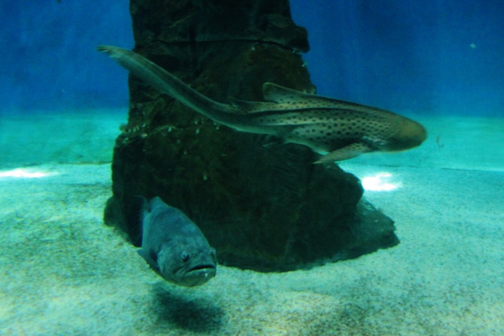 Foto: Acuario - Génova (Liguria), Italia