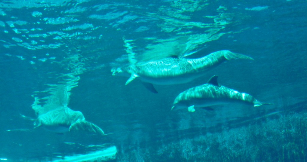 Foto: Acuario - Génova (Liguria), Italia