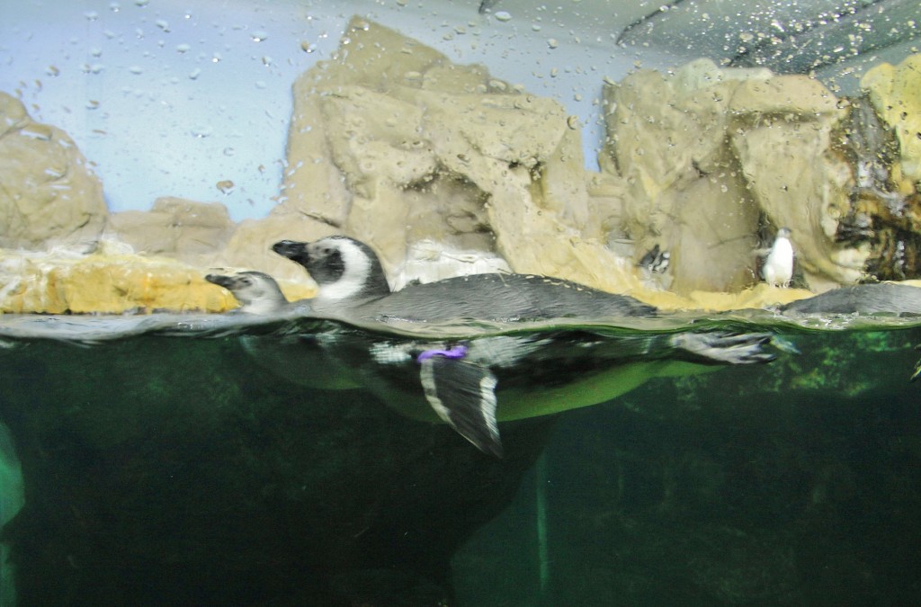 Foto: Acuario - Génova (Liguria), Italia