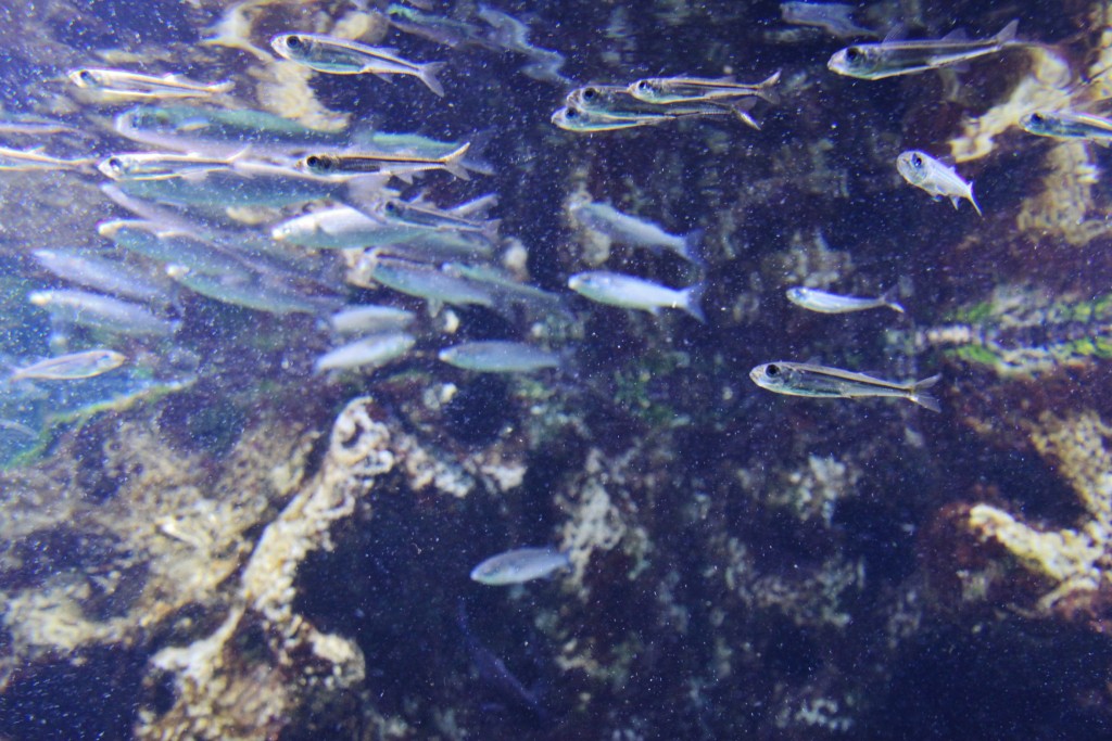 Foto: Acuario - Génova (Liguria), Italia