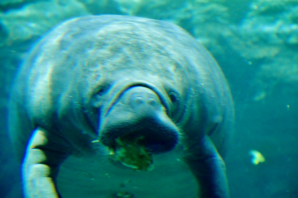 Foto: Acuario - Génova (Liguria), Italia