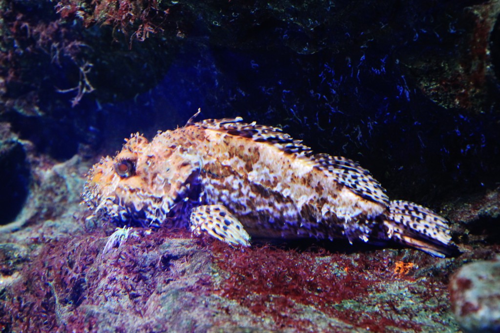 Foto: Acuario - Génova (Liguria), Italia