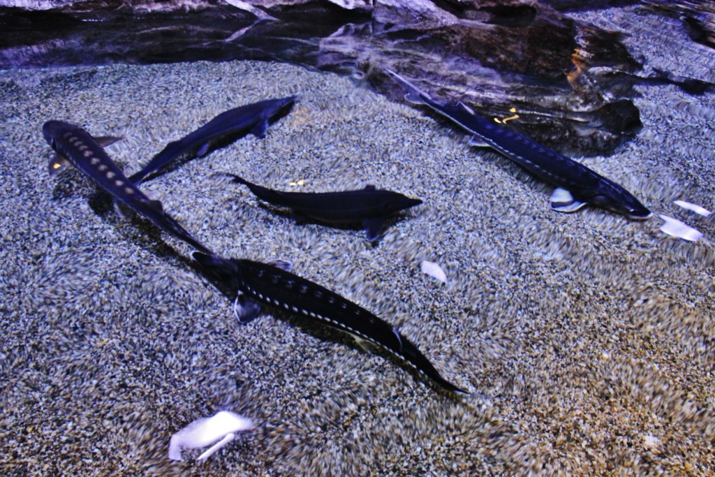 Foto: Acuario - Génova (Liguria), Italia