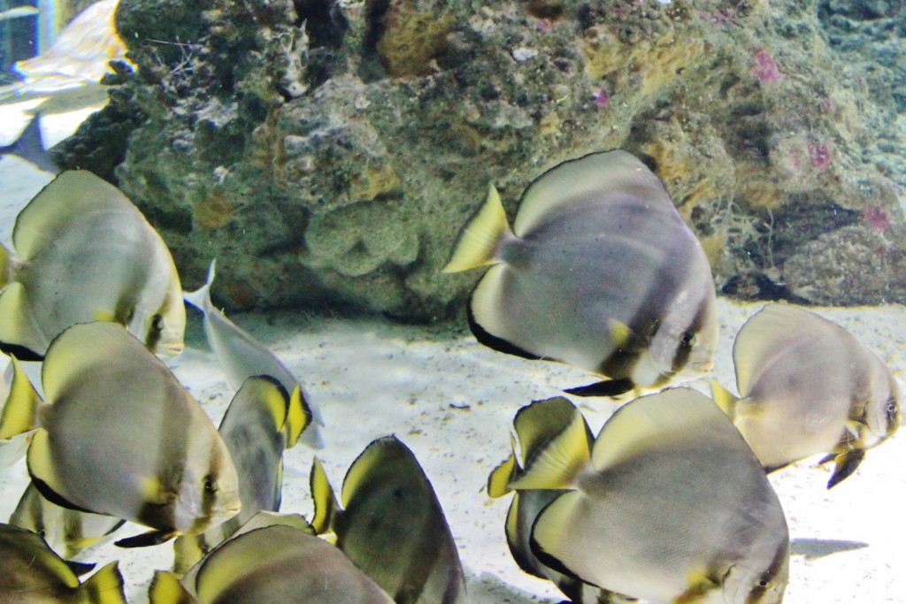 Foto: Acuario - Génova (Liguria), Italia