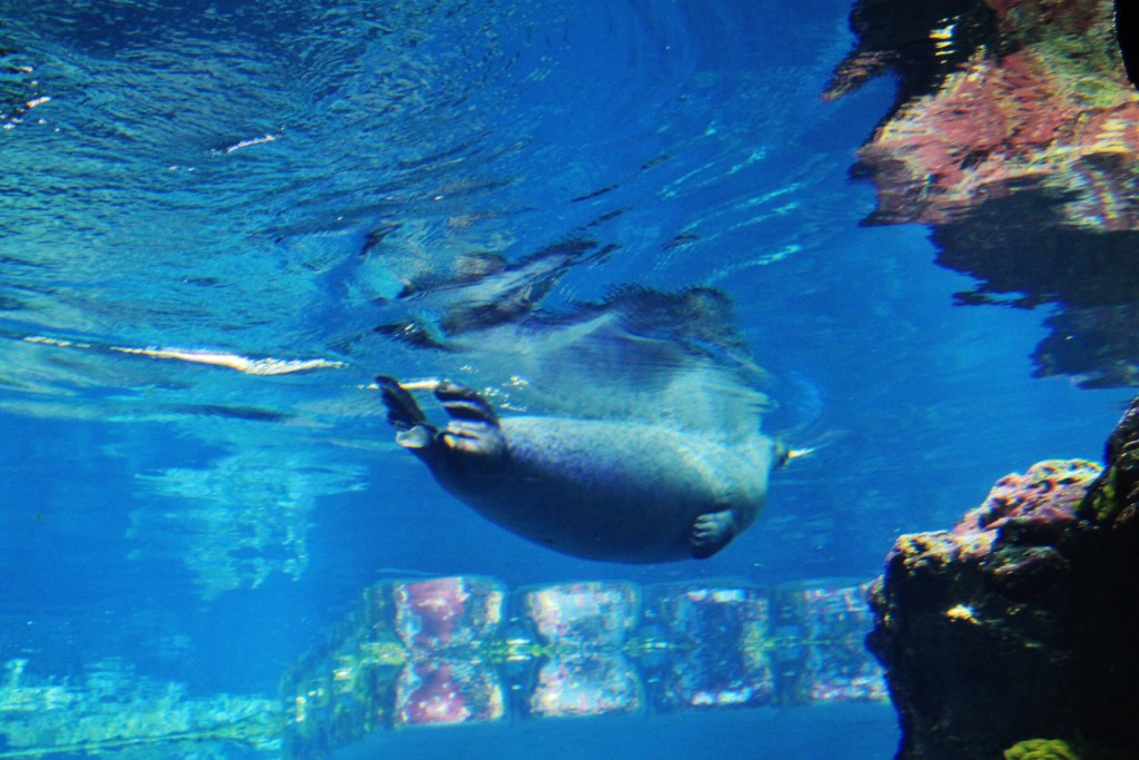 Foto: Acuario - Génova (Liguria), Italia