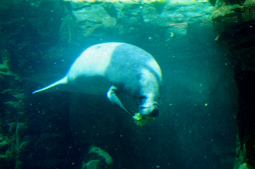 Foto: Acuario - Génova (Liguria), Italia