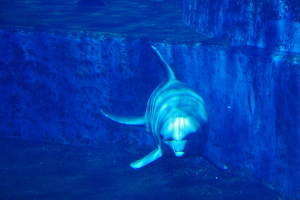 Foto: Acuario - Génova (Liguria), Italia