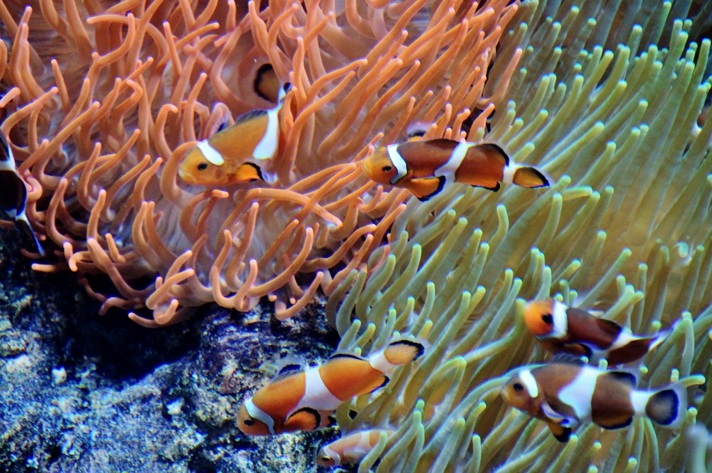 Foto: Acuario - Génova (Liguria), Italia