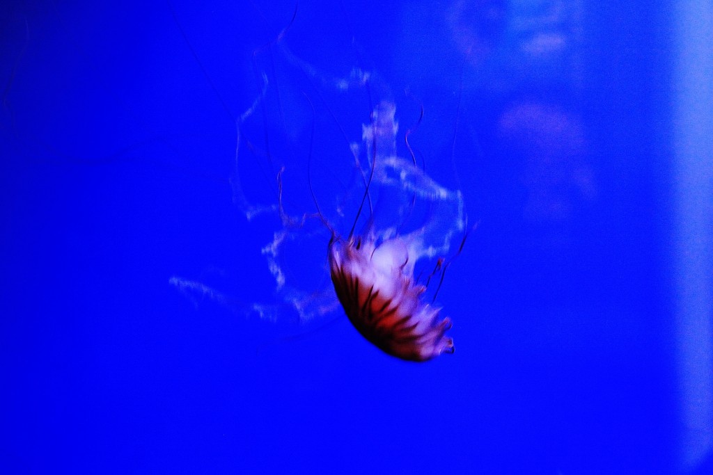 Foto: Acuario - Génova (Liguria), Italia