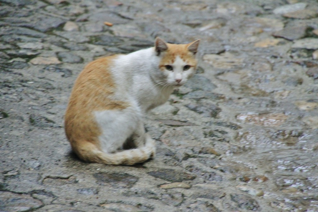 Foto: Gatito - Candelario (Salamanca), España