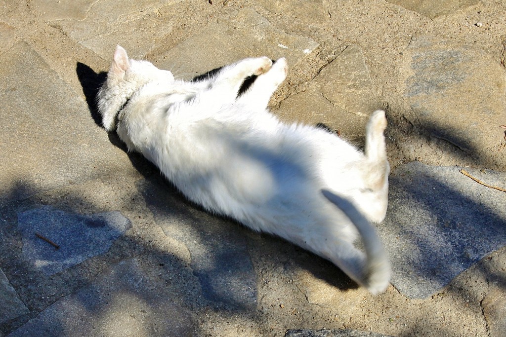 Foto: Gatito - Villanueva del Conde (Salamanca), España