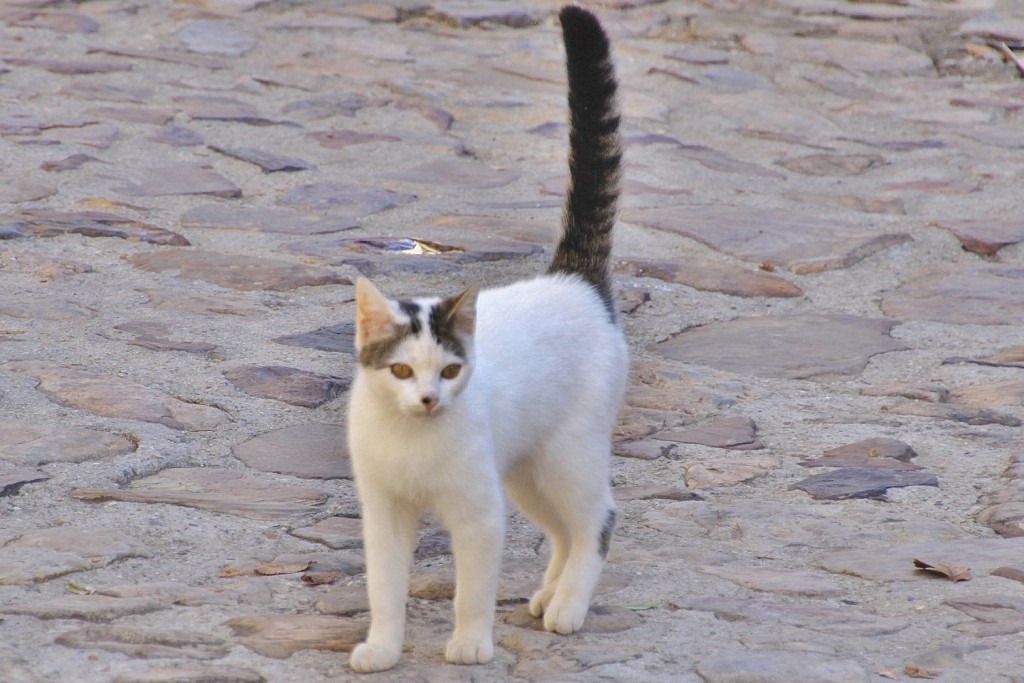 Foto: Gatito - Villanueva del Conde (Salamanca), España