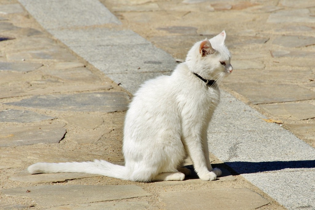 Foto: Gatito - Villanueva del Conde (Salamanca), España