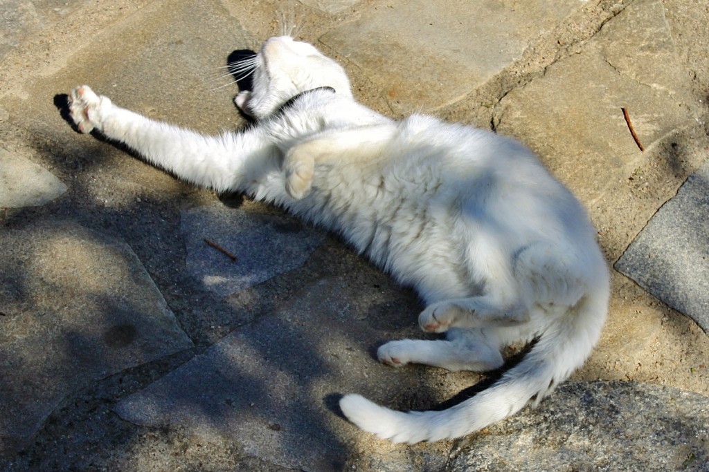 Foto: Gatito - Villanueva del Conde (Salamanca), España