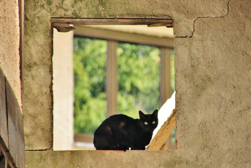 Foto: Gatito - San Martín del Castañar (Salamanca), España