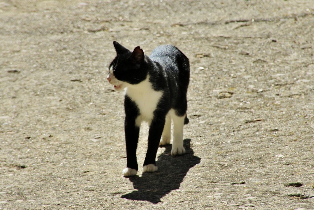 Foto: Gatito - San Martín del Castañar (Salamanca), España