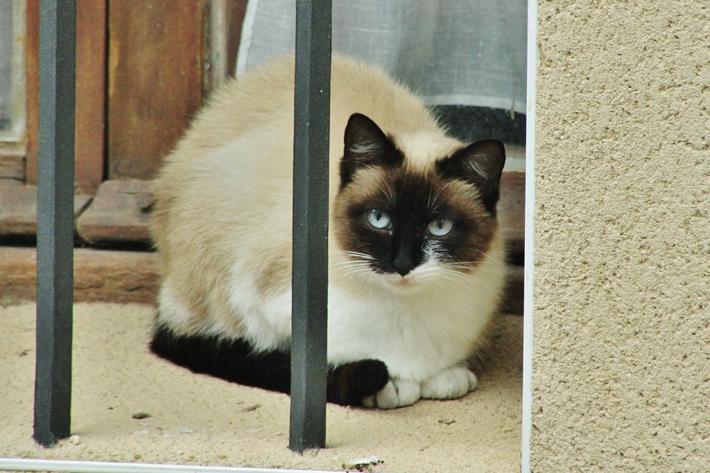 Foto: Gatito - Ledesma (Salamanca), España