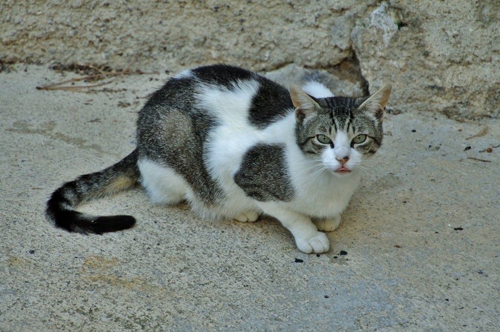 Foto: gatito - Torroja del Priorat (Tarragona), España