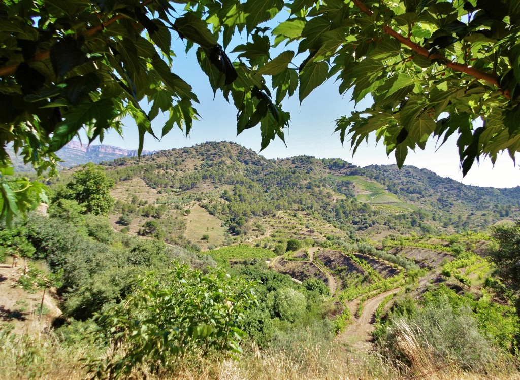 Foto: Paisaje - Torroja del Priorat (Tarragona), España