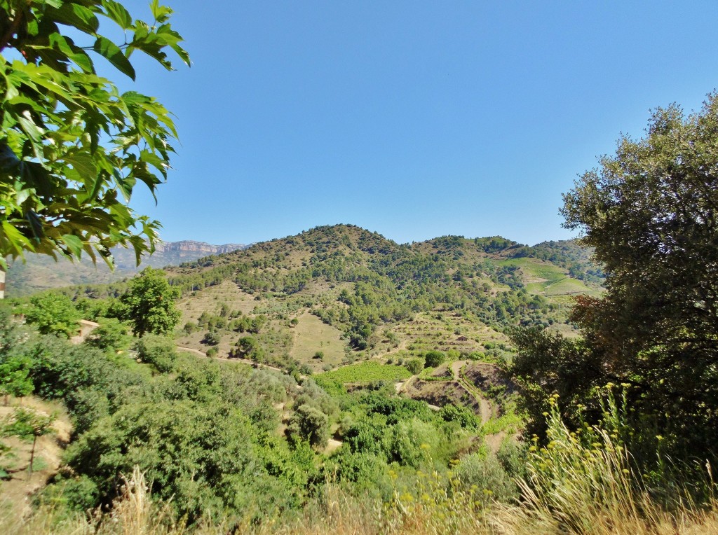 Foto: Paisaje - Torroja del Priorat (Tarragona), España