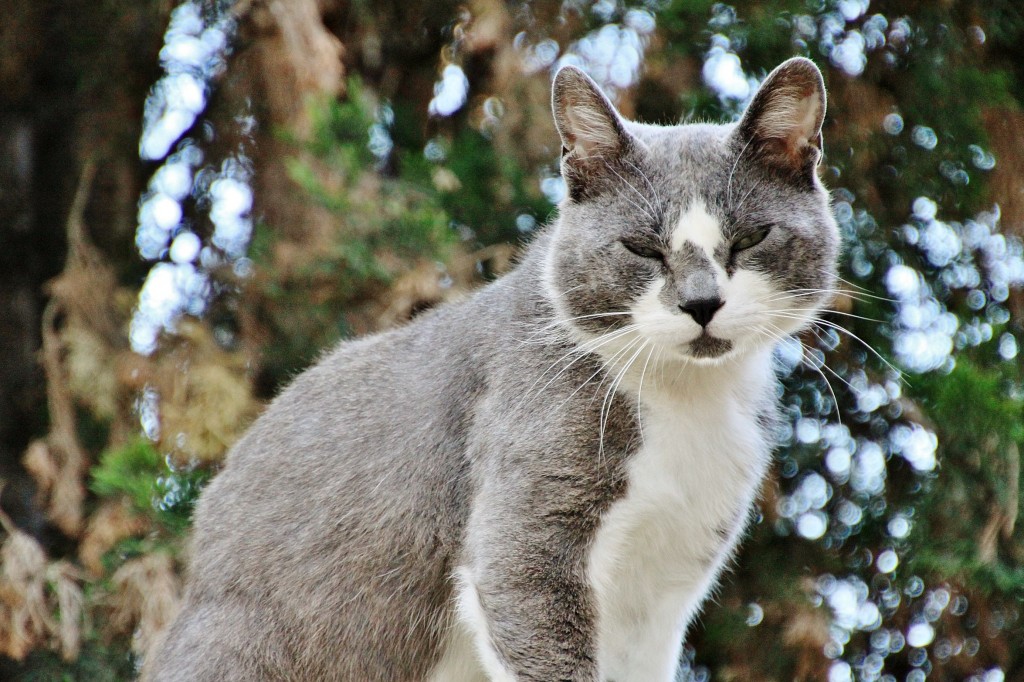 Foto: Gatito - Torroja del Priorat (Tarragona), España