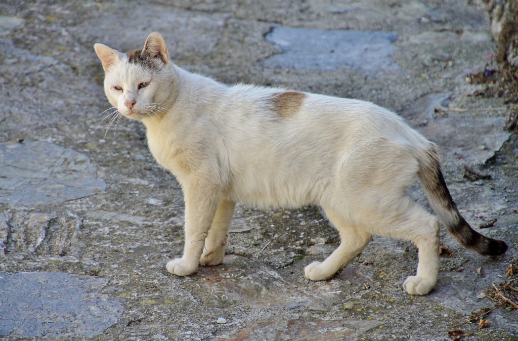 Foto: Gatito - Torroja del Priorat (Tarragona), España