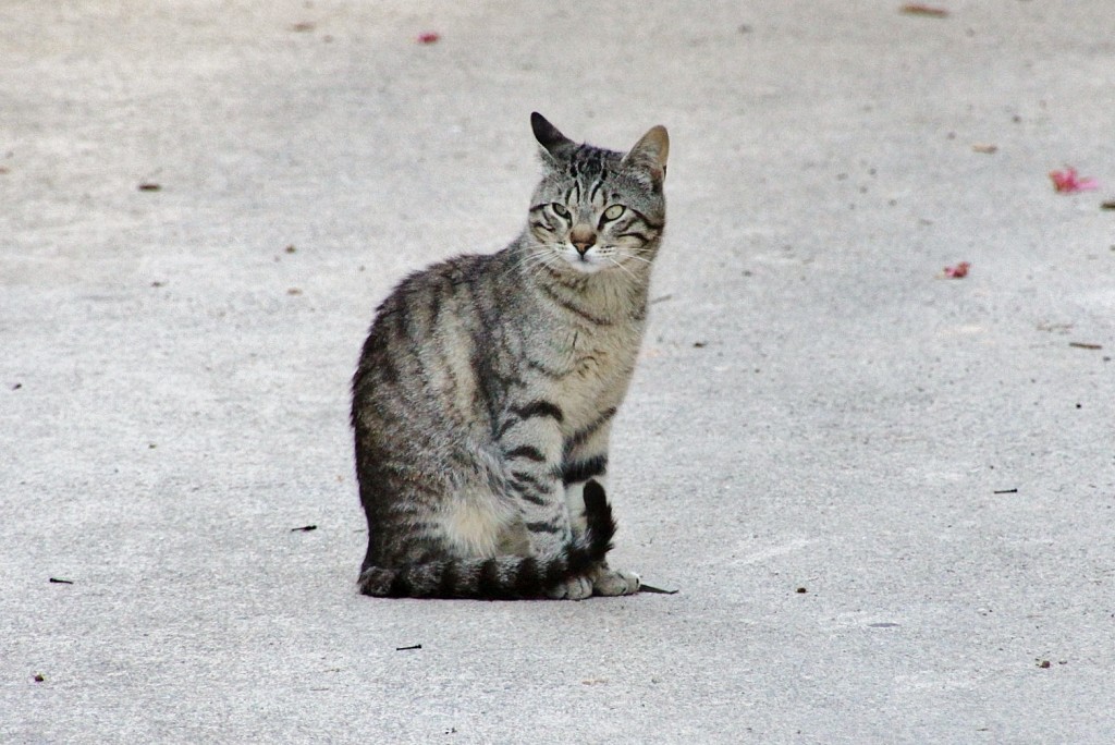 Foto: Gatito - Torroja del Priorat (Tarragona), España