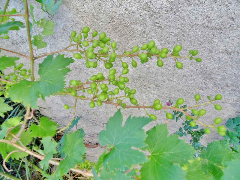 Foto: Racimo - Torroja del Priorat (Tarragona), España