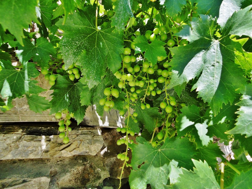 Foto: Racimo - Torroja del Priorat (Tarragona), España