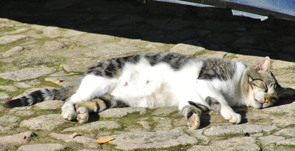 Foto: Gatito - La Alberca (Salamanca), España