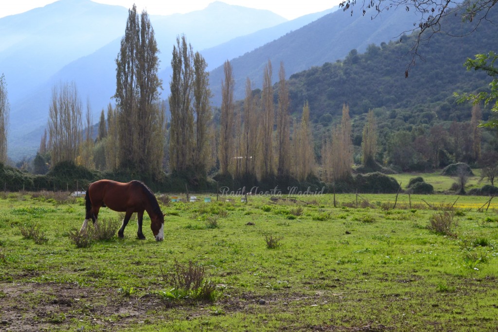 Foto de Lo Miranda (Libertador General Bernardo OʼHiggins), Chile