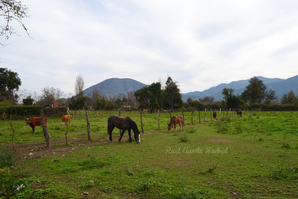 Foto de Lo Miranda (Libertador General Bernardo OʼHiggins), Chile