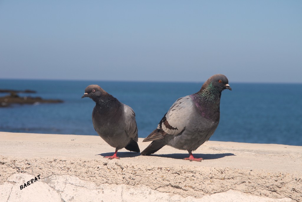 Foto de Cádiz (Andalucía), España