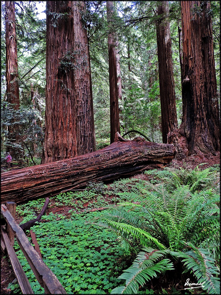 Foto: 160423-093 PARQUE MUIR WOODS - San Francisco (California), Estados Unidos